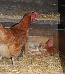 A Day in the Life of a Sunflower Farm Chicken Image